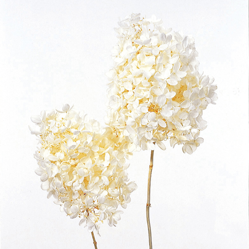 ���ɥ饤�ե� �ԥ�ߥåɥ����������إå� ���եۥ磻�� OOC11091