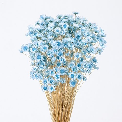 ���ɥ饤�ե����������ե����֥��å��ࡡ�٥ӡ��֥롼 OOC20822