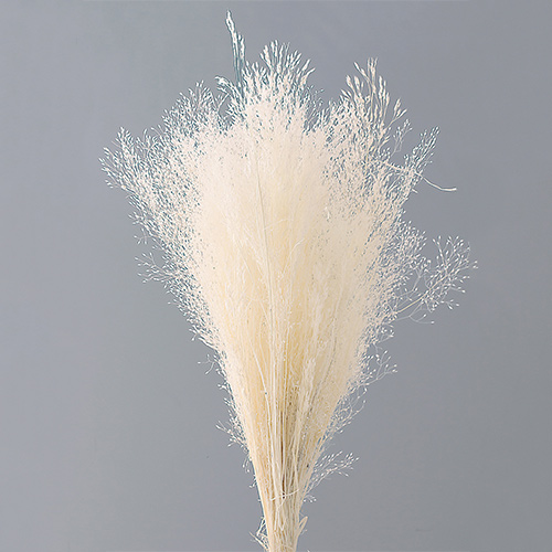 ���ɥ饤�ե�  ���������ƥ��� ���եۥ磻�� OOC25385