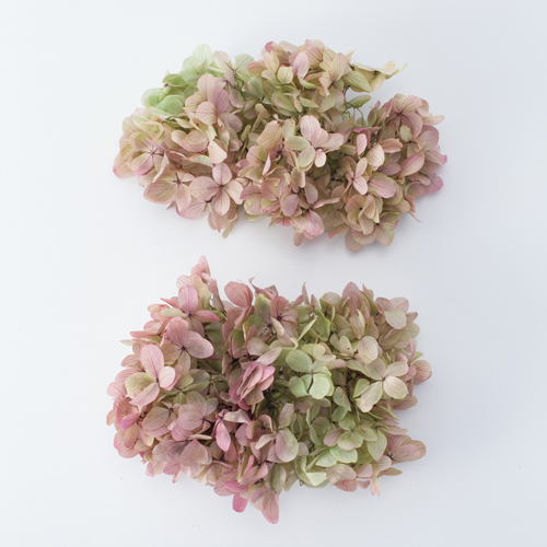 ���ɥ饤�ե� �ԥ�ߥåɥ����������إå� ���쥬�Υԥ� OOC27189