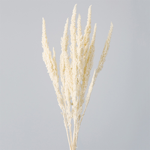 ���ɥ饤�ե� ���ޥ�󥵥� ���եۥ磻�� OOC27677