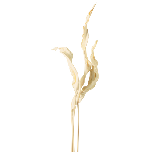 ���ɥ饤�ե� ���ȥ�����꡼�� ���եۥ磻�� OOC27679