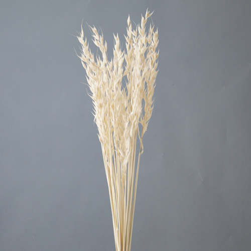 ���ɥ饤�ե� ���٥� ���եۥ磻�� OOC28861