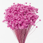 ドライフラワー